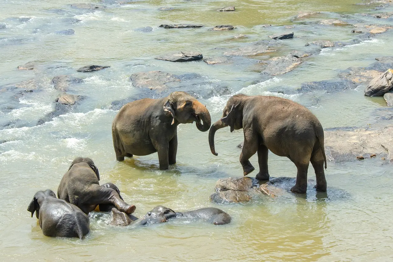 Entdecke Sri Lankas verborgenen Wildschatz