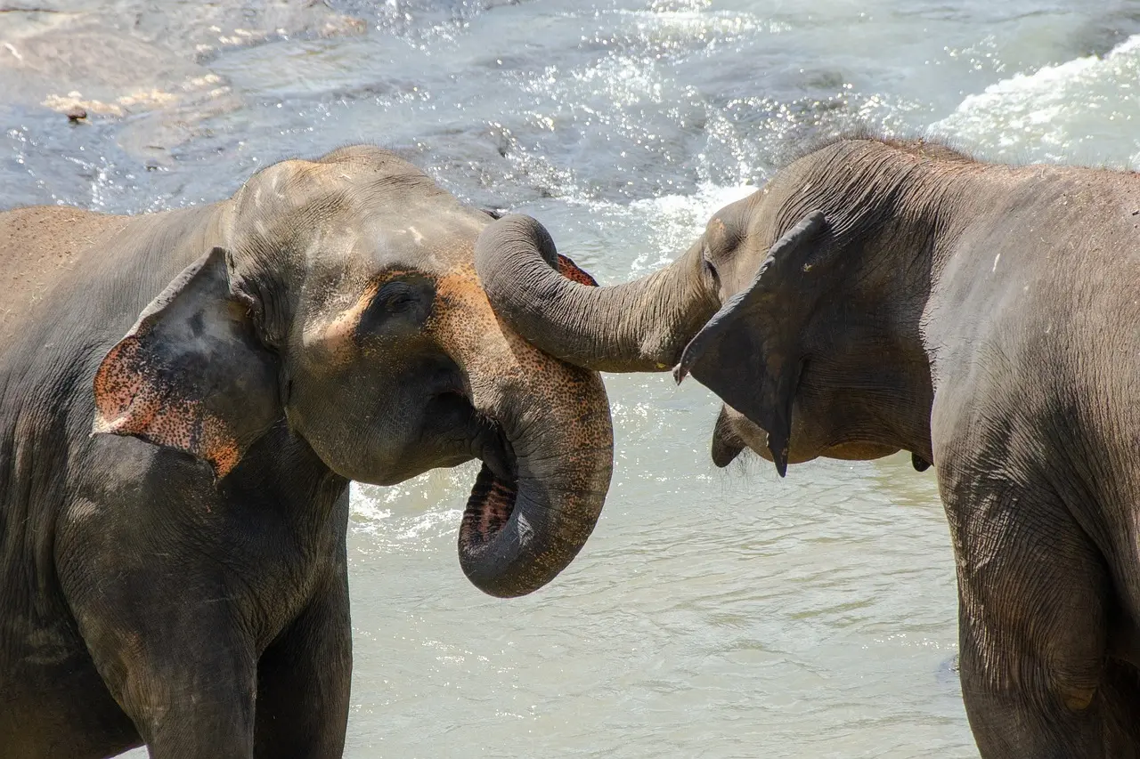 Morgendliche Wilpattu-Safari – Halbtags (6h)