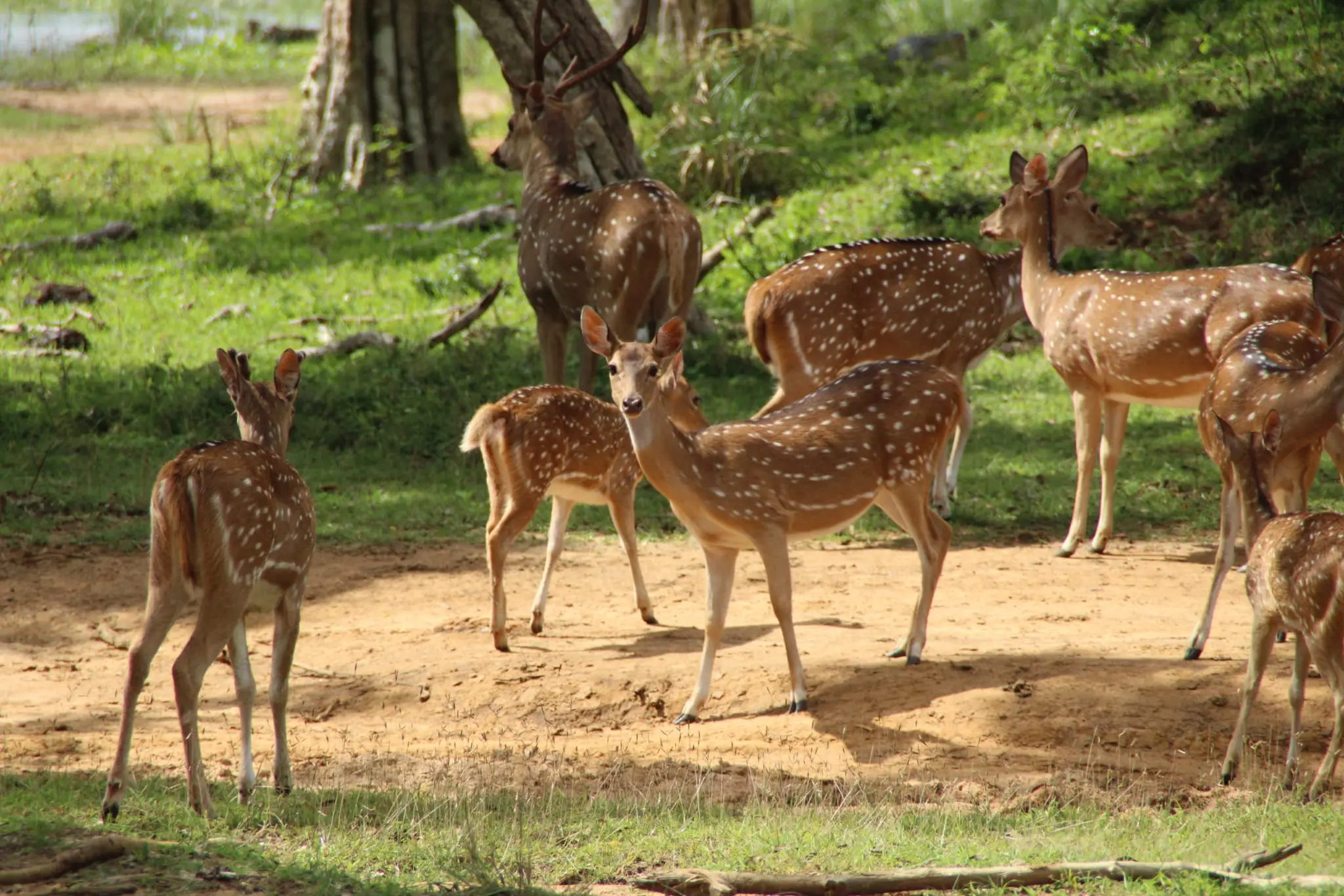 Abendliche Wilpattu-Safari – Halbtags (4h) 1