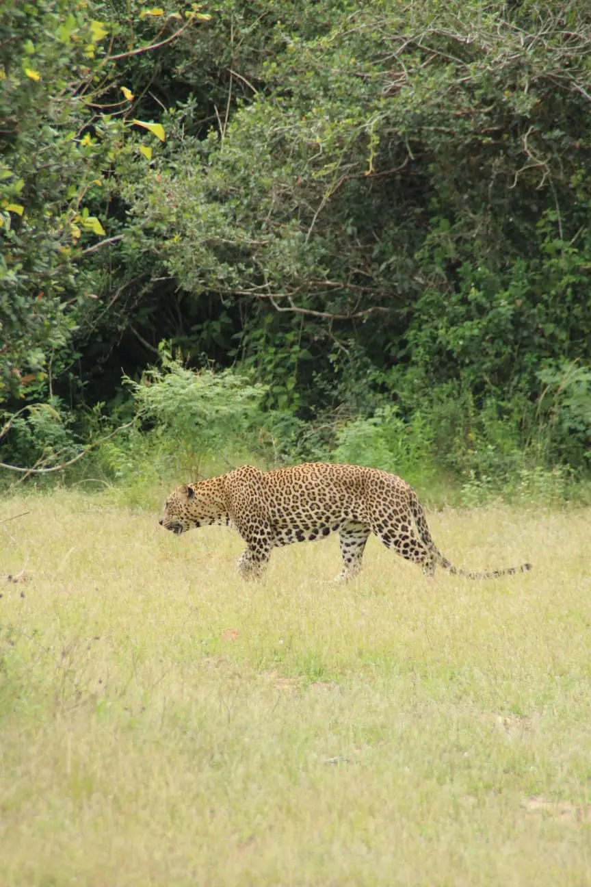Abendliche Wilpattu-Safari – Halbtags (4h) 3
