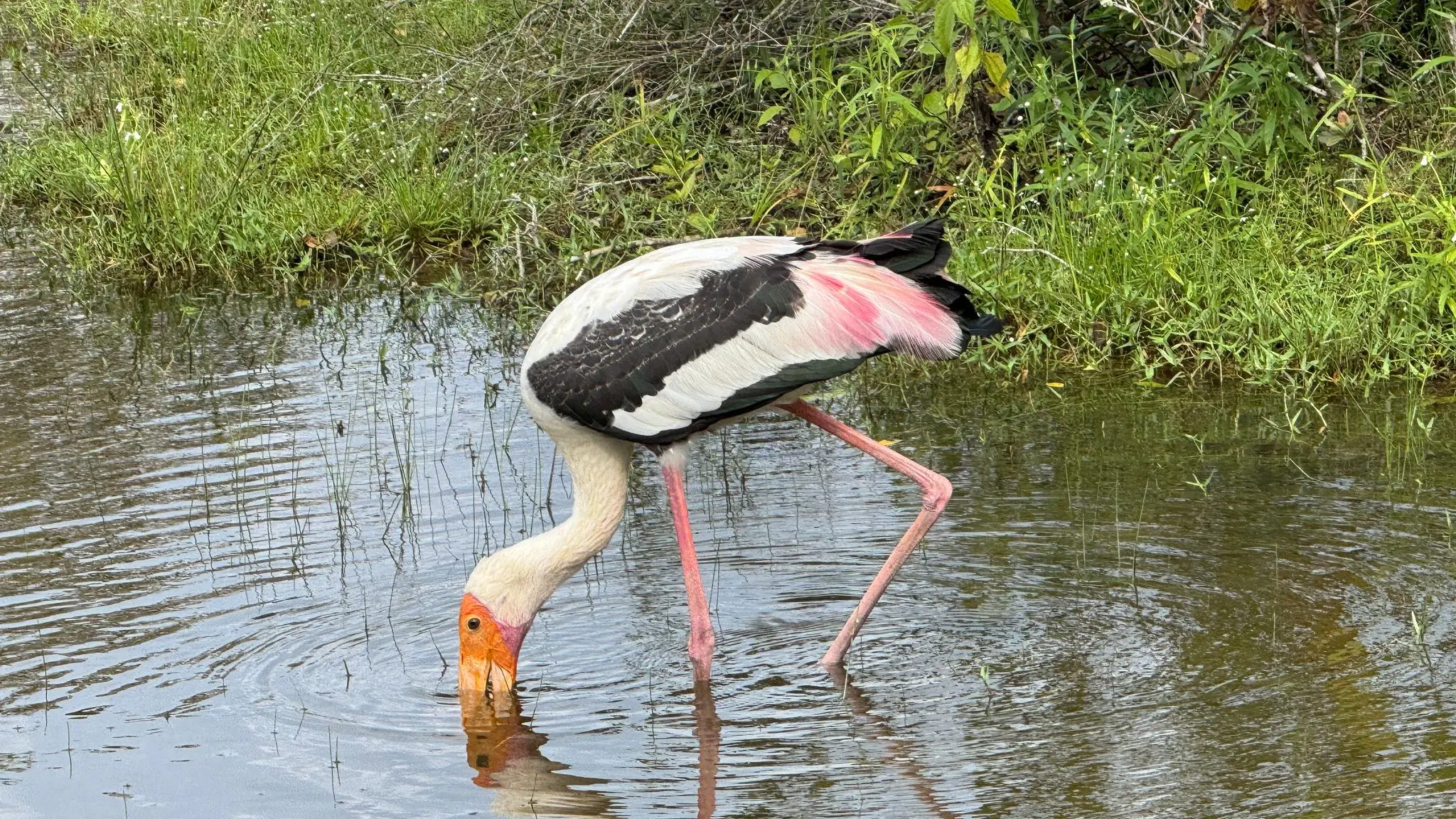 Abendliche Wilpattu-Safari – Halbtags (4h) 5