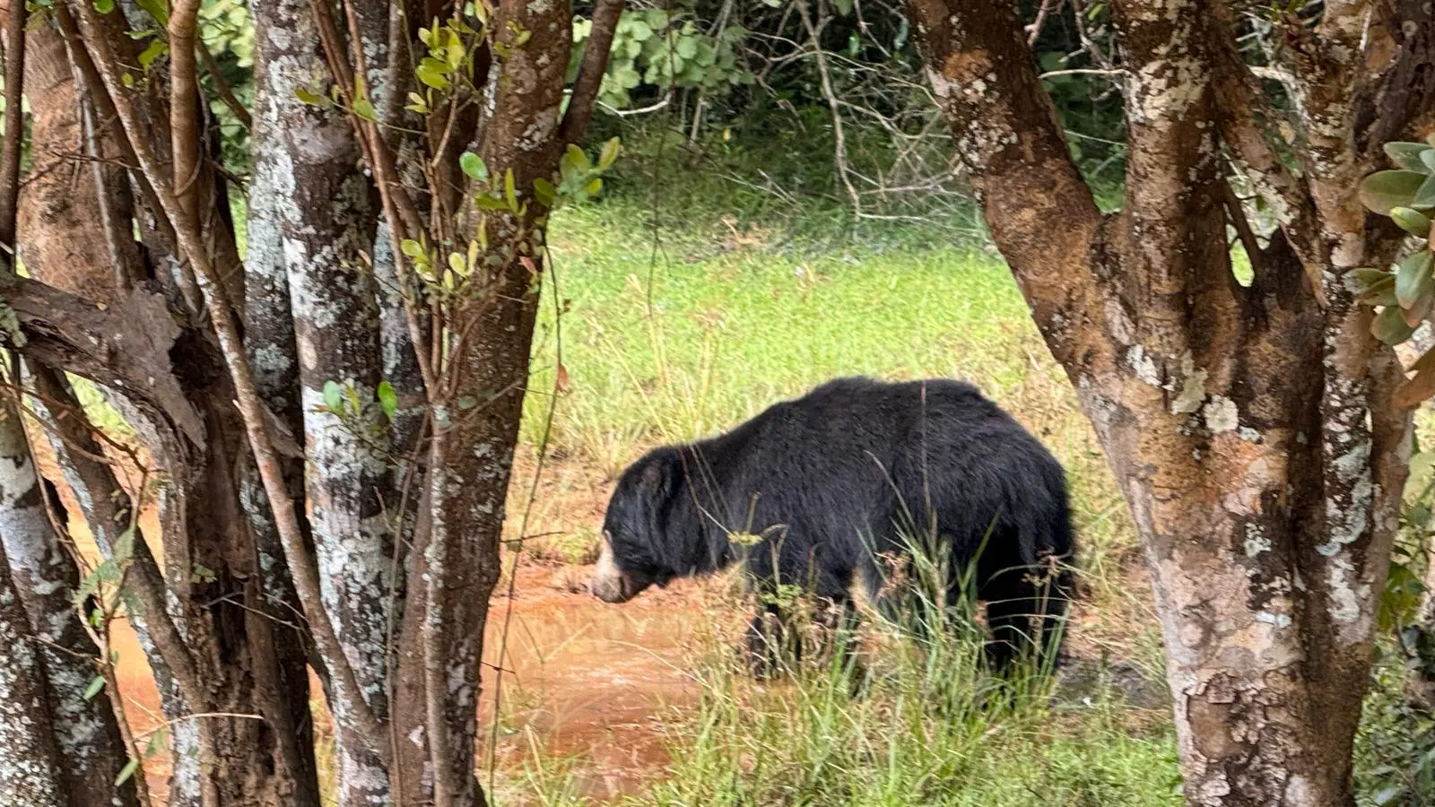 Abendliche Wilpattu-Safari – Halbtags (4h) 6