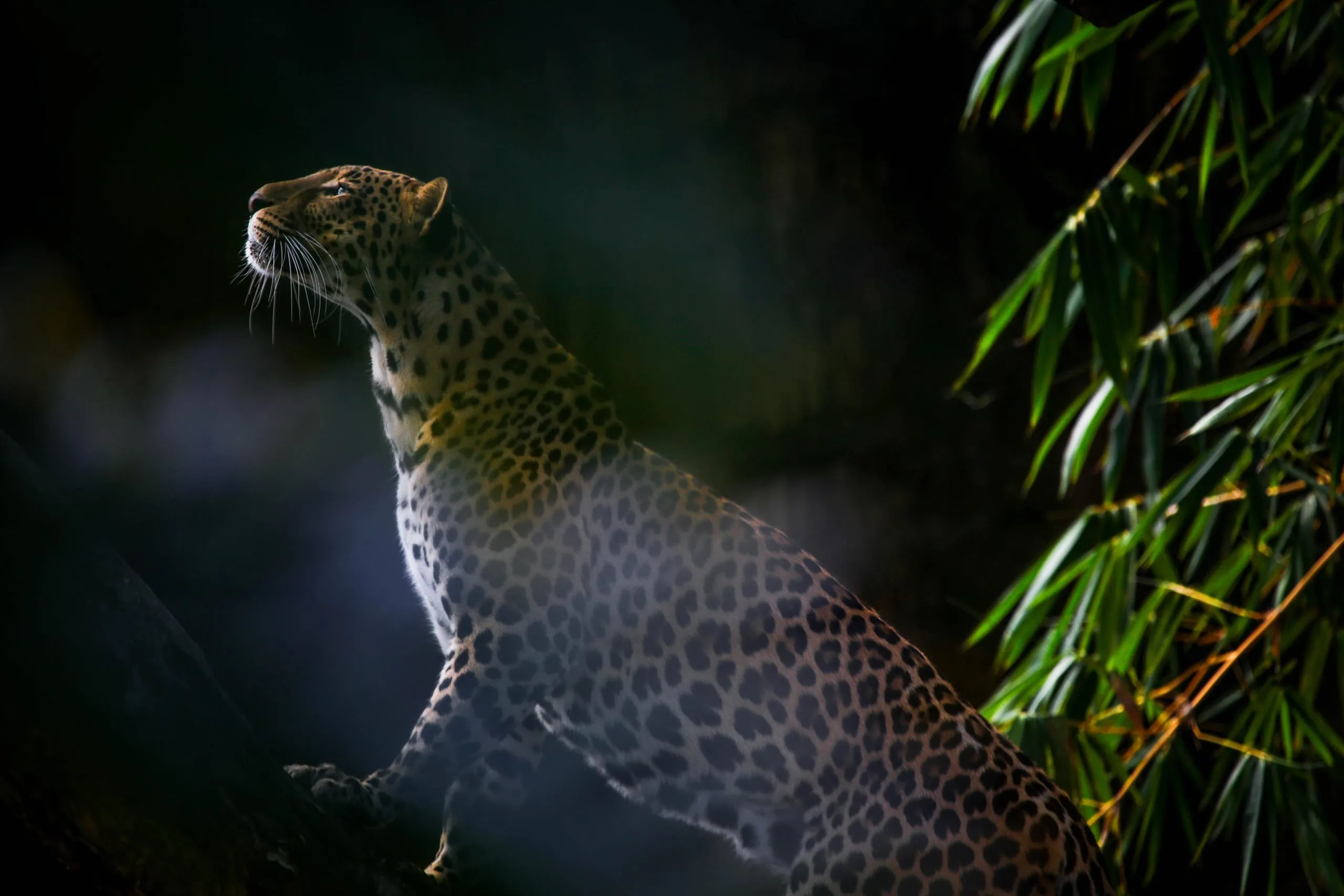 Wilpattu Safari – Jeep Safaris in Wilpattu National Park