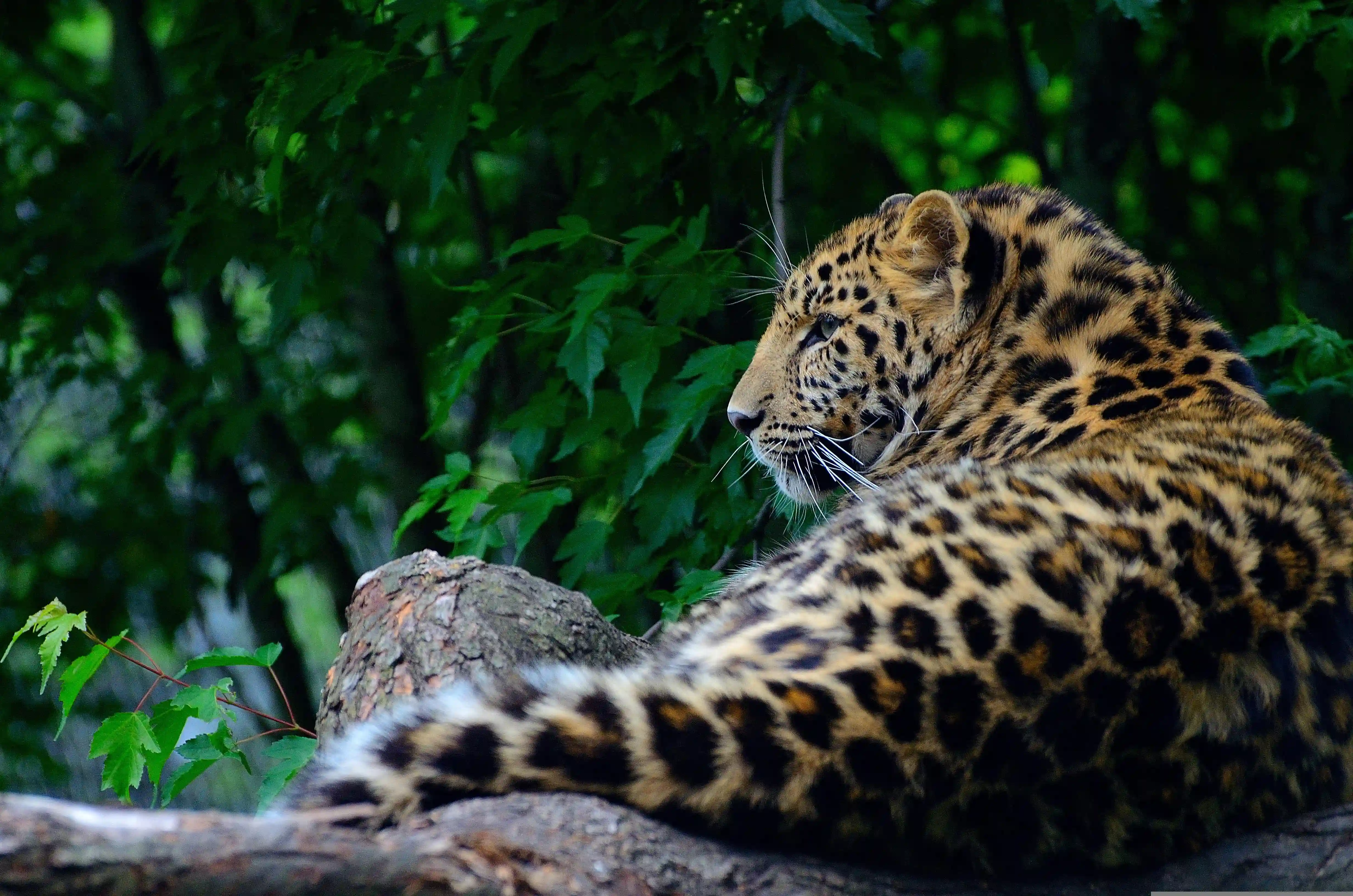 Ganztägige Wilpattu-Safari (11h)