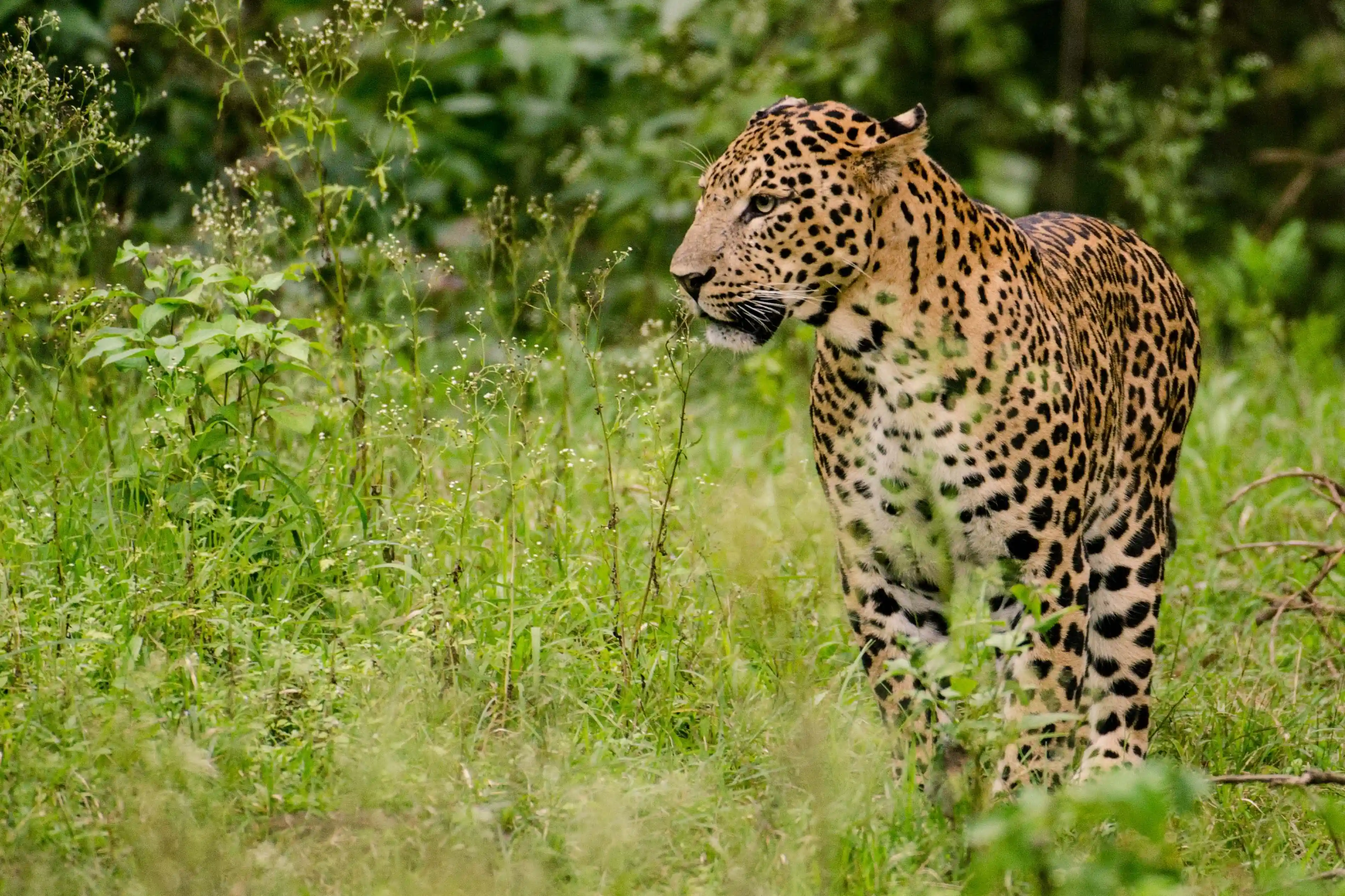 Safari vespertino de medio día en Wilpattu (4h)