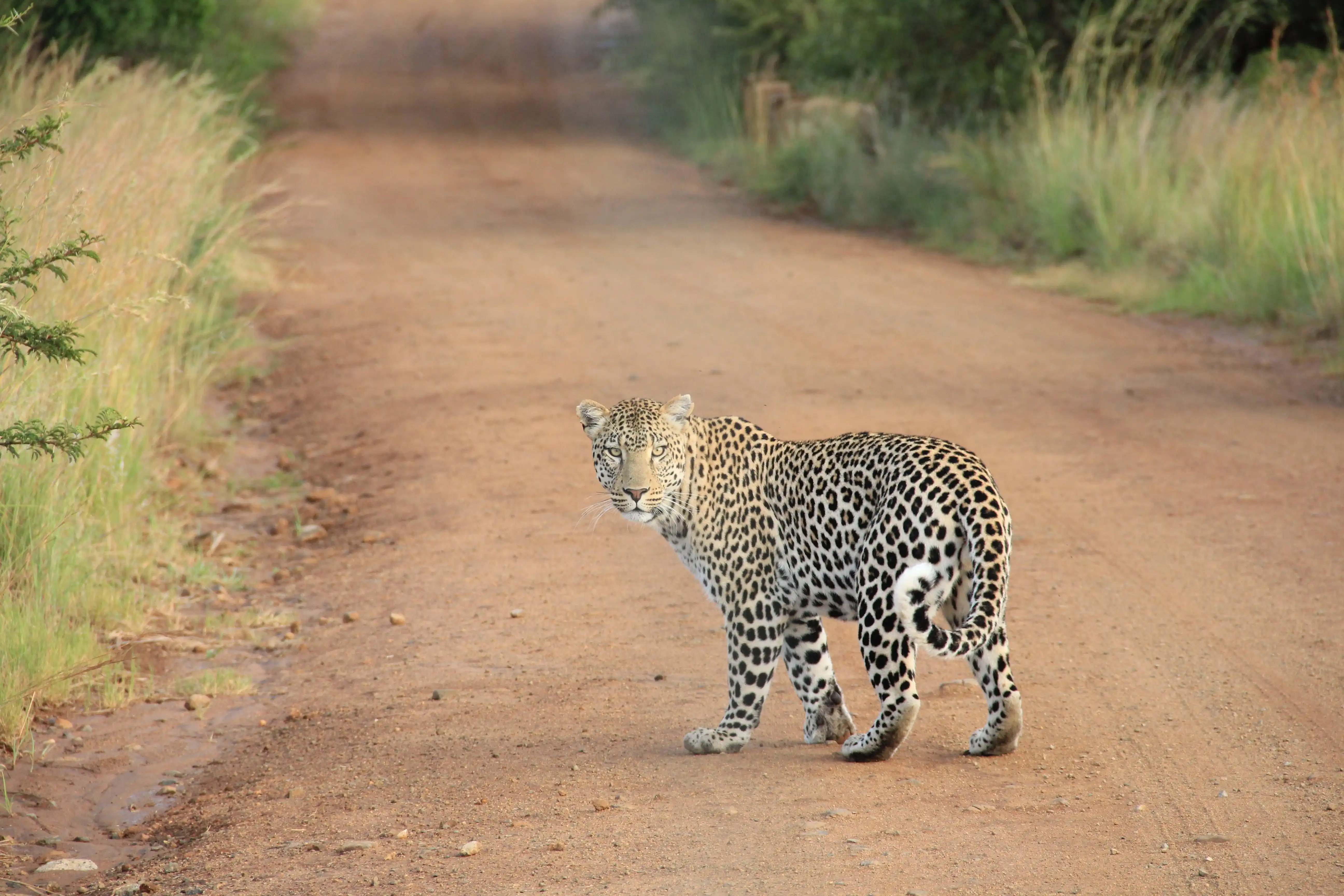 Tu safari en Wilpattu empieza aquí