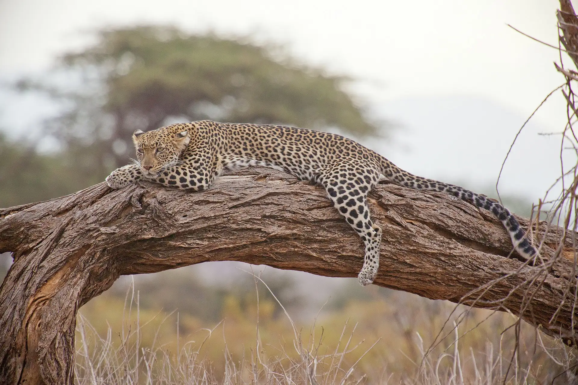 Safaris en Wilpattu